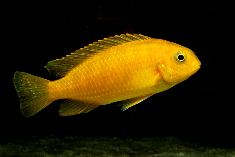 Tropheops sp. 'chilumba'